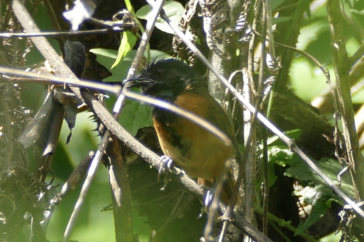 Black-capped Rufous-Warbler - ML193479121