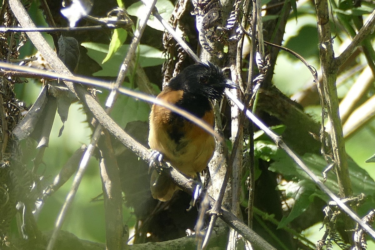 Black-capped Rufous-Warbler - ML193479151