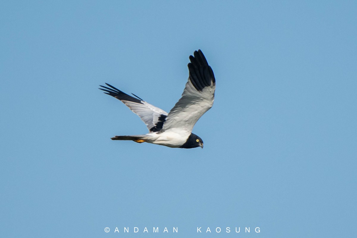 Pied Harrier - Andaman Kaosung