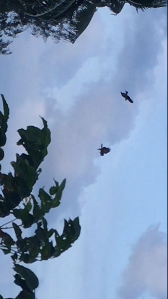 Black Kite (Black-eared) - UDAY MONDAL