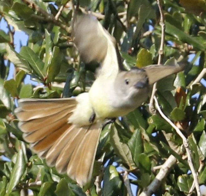 Brown-crested Flycatcher - Dave Patton
