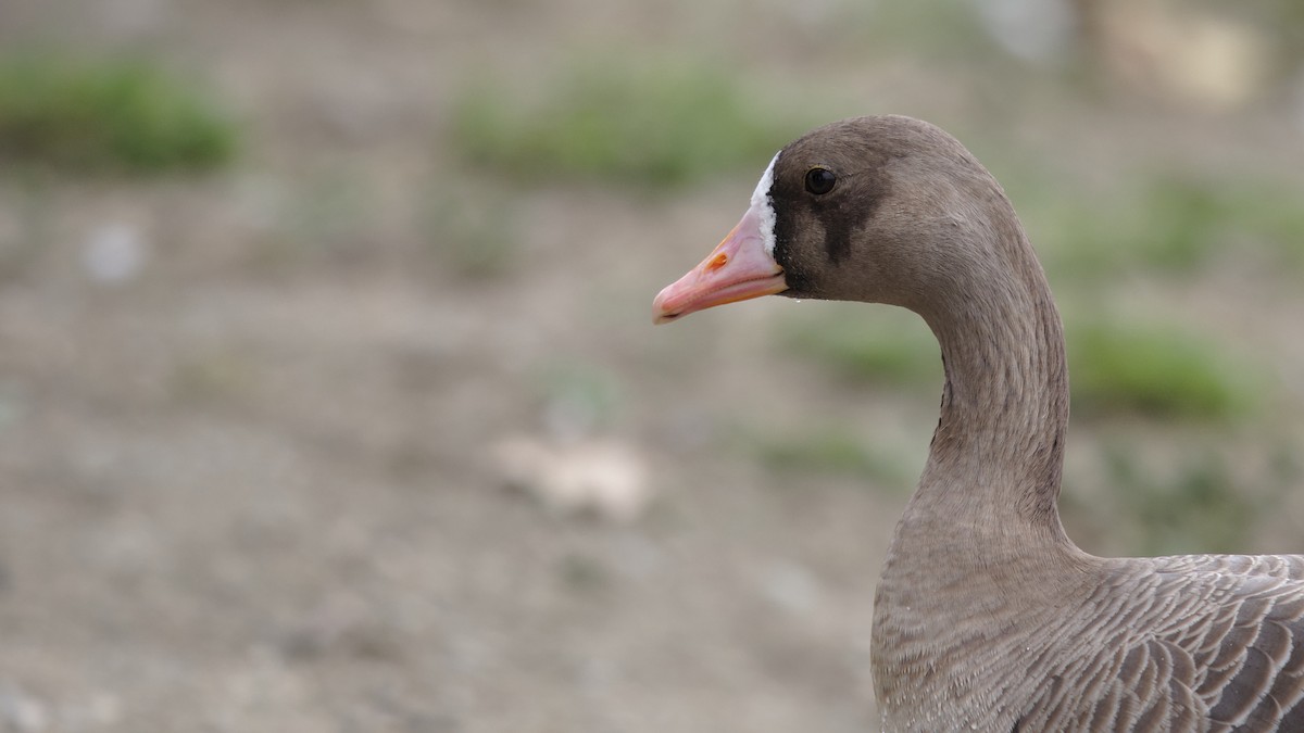 Greater White-fronted Goose - ML193490261