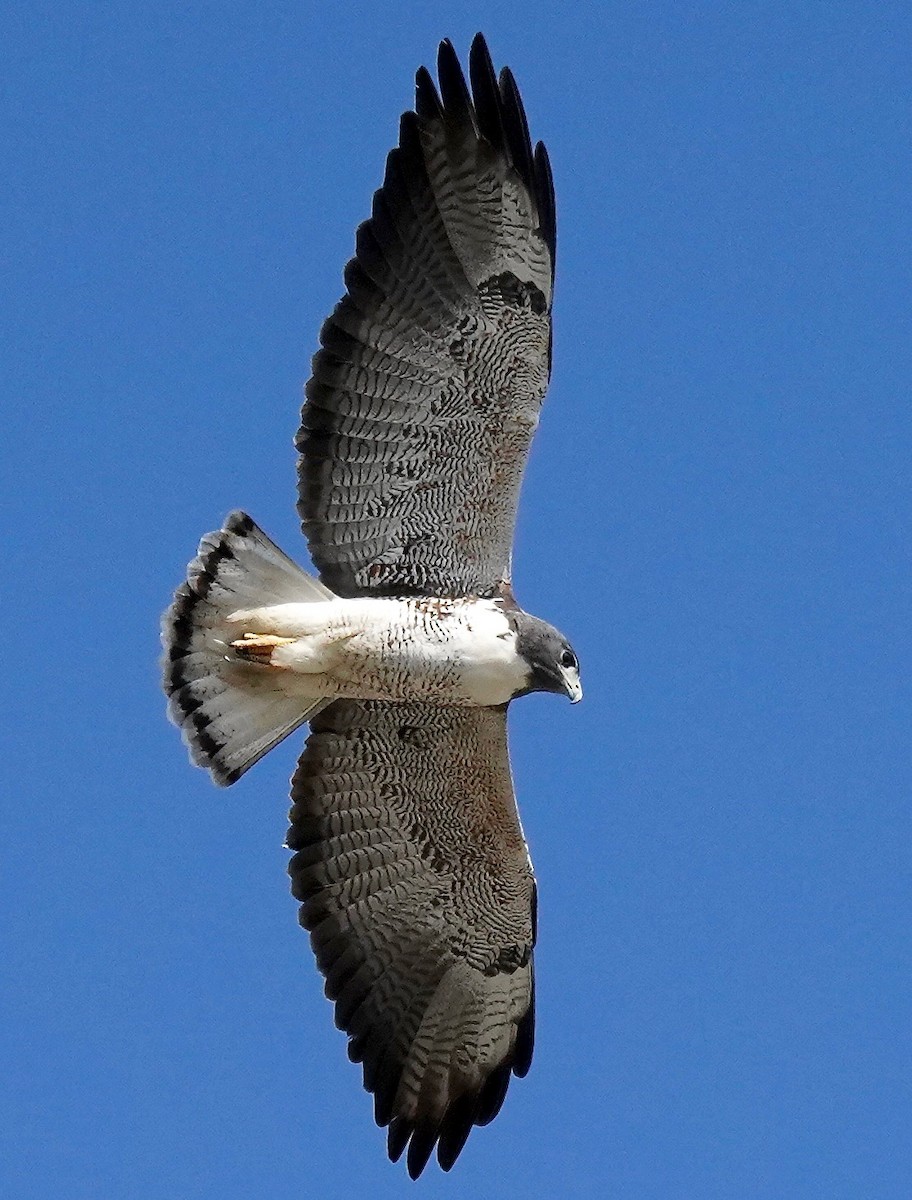 White-tailed Hawk - Sibylle Hechtel