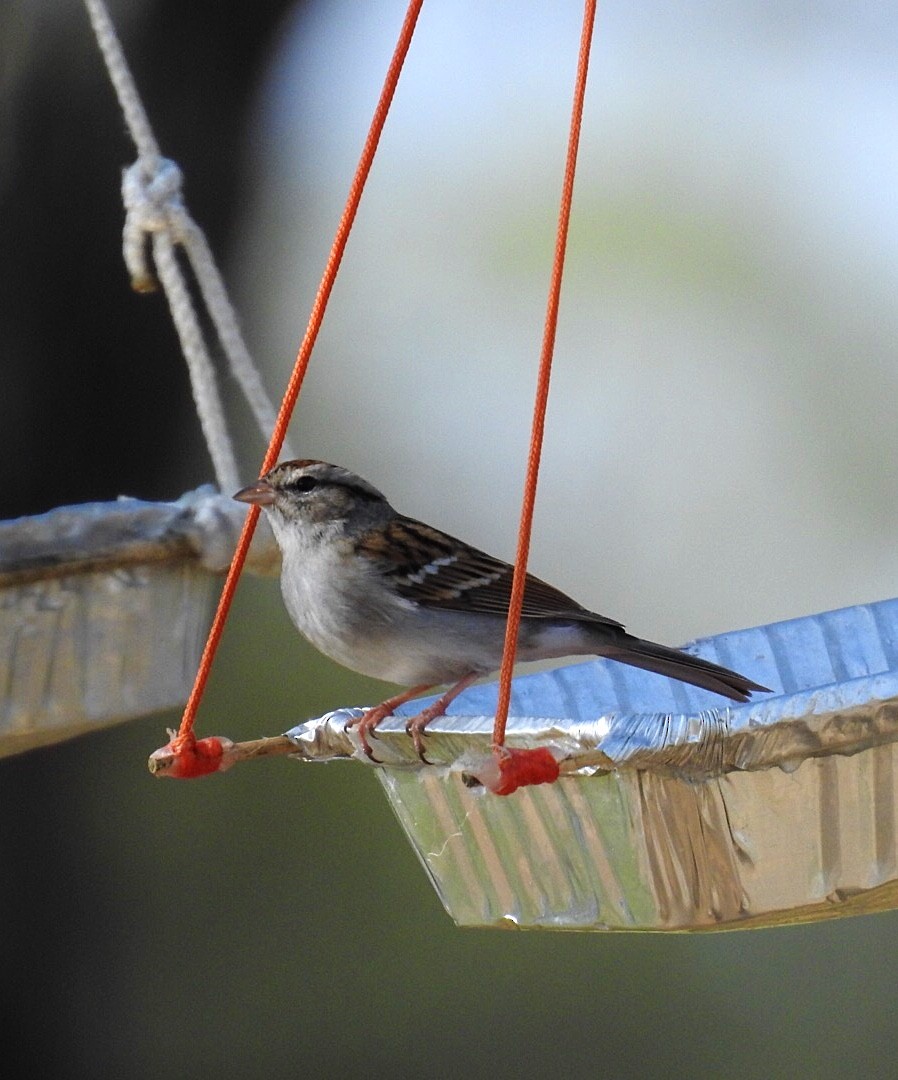 Chipping Sparrow - Susan Kirkbride