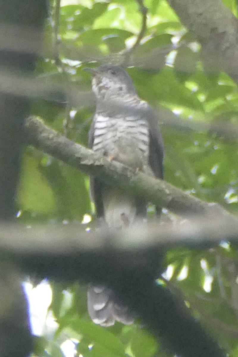 Olive Long-tailed Cuckoo - ML193497101