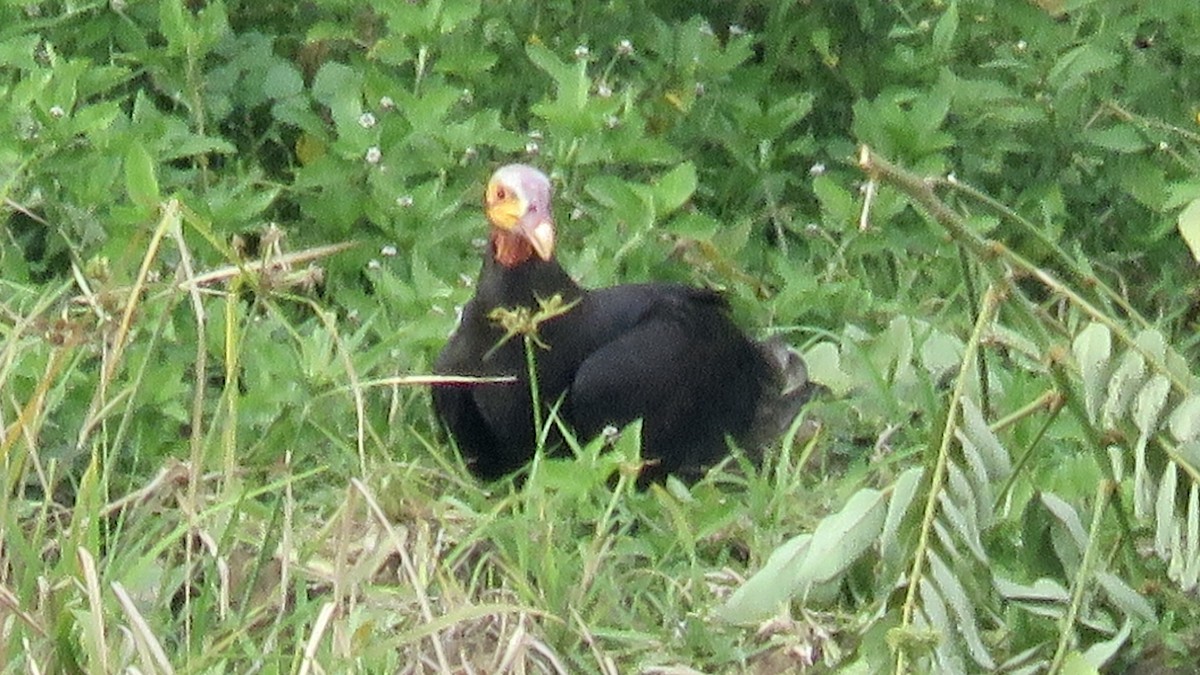 Lesser Yellow-headed Vulture - Nick Komar