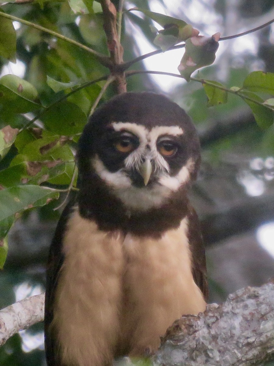 Spectacled Owl - ML193500931