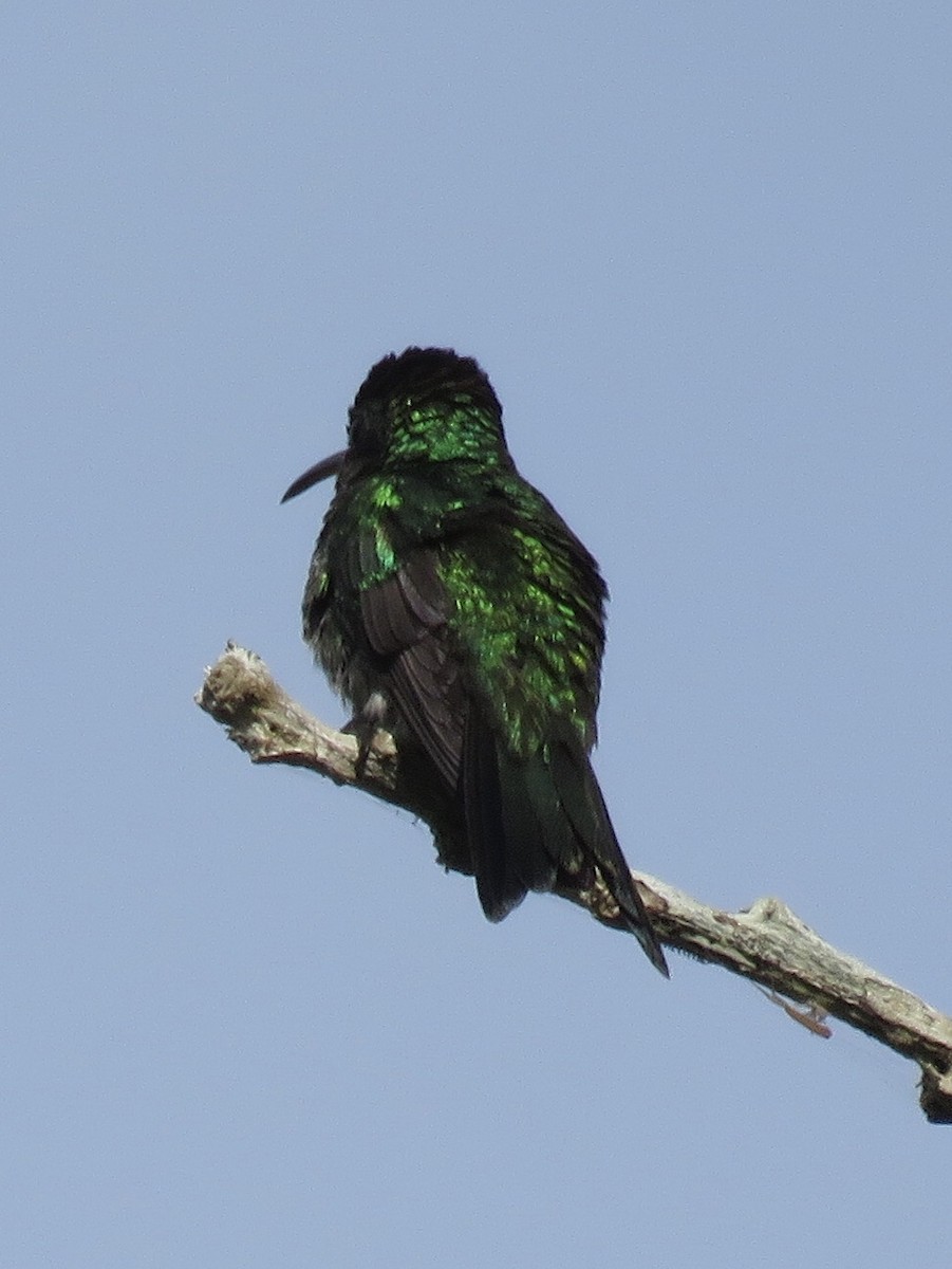 Shining-green Hummingbird - ML193502861