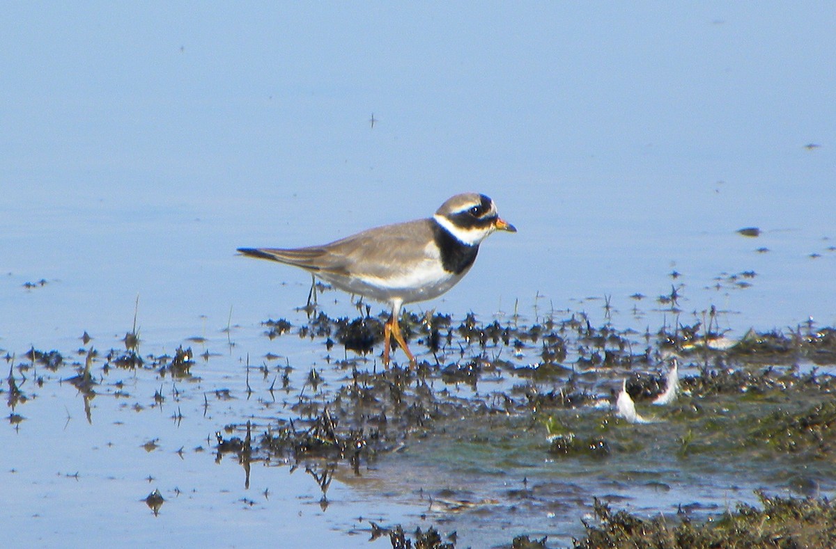 Common Ringed Plover - ML193505451