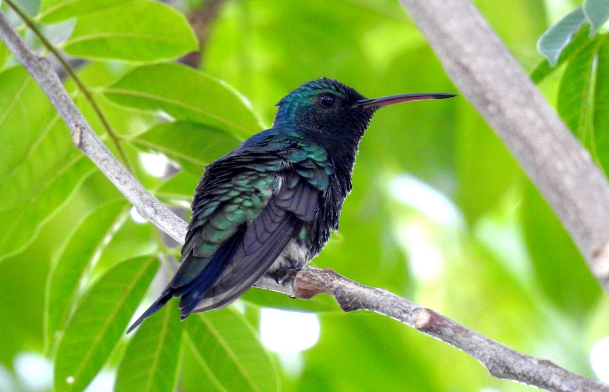 Steely-vented Hummingbird - Fernando Angulo - CORBIDI