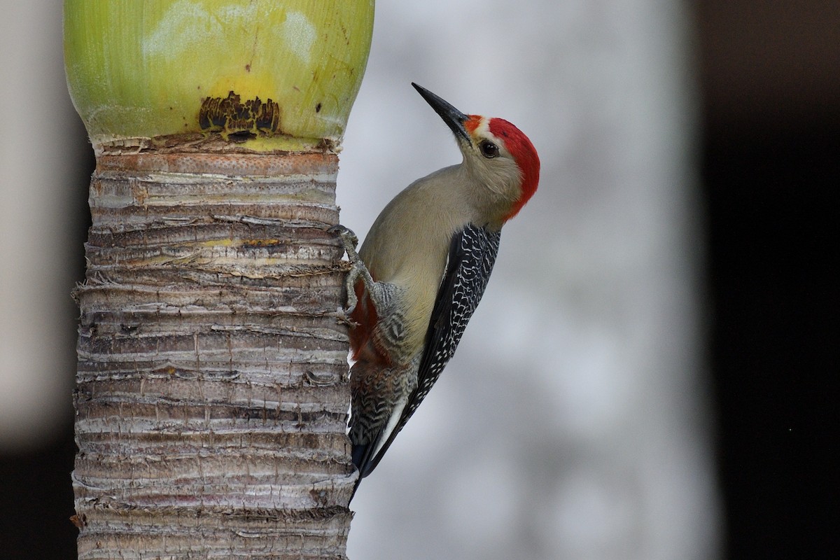 Golden-fronted Woodpecker (Velasquez's) - Hugh Whelan