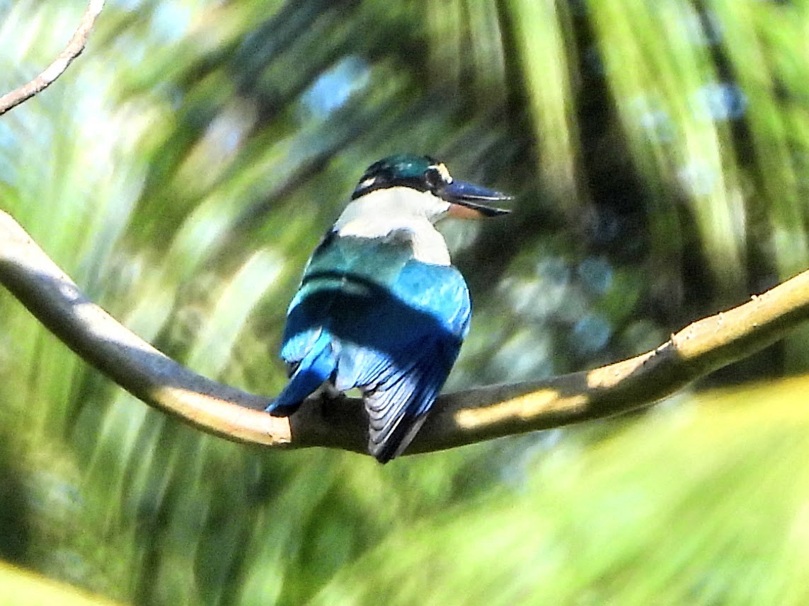 Melanesian Kingfisher - Warren Regelmann