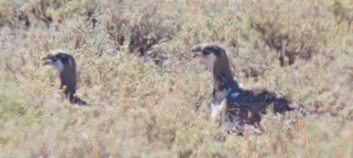 Greater Sage-Grouse - ML193523731