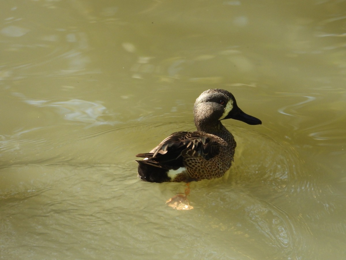 Blue-winged Teal - ML193523771