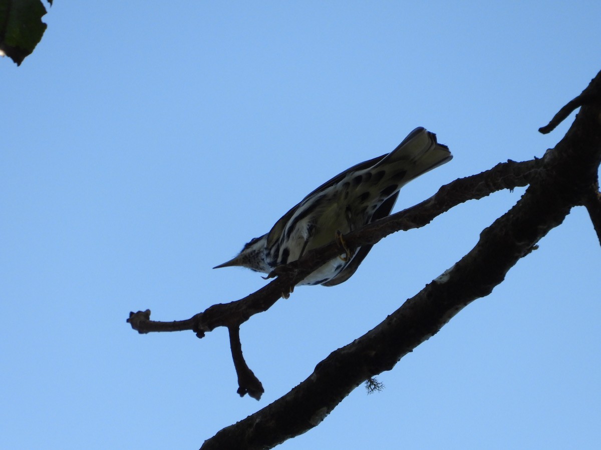 Black-and-white Warbler - ML193525761