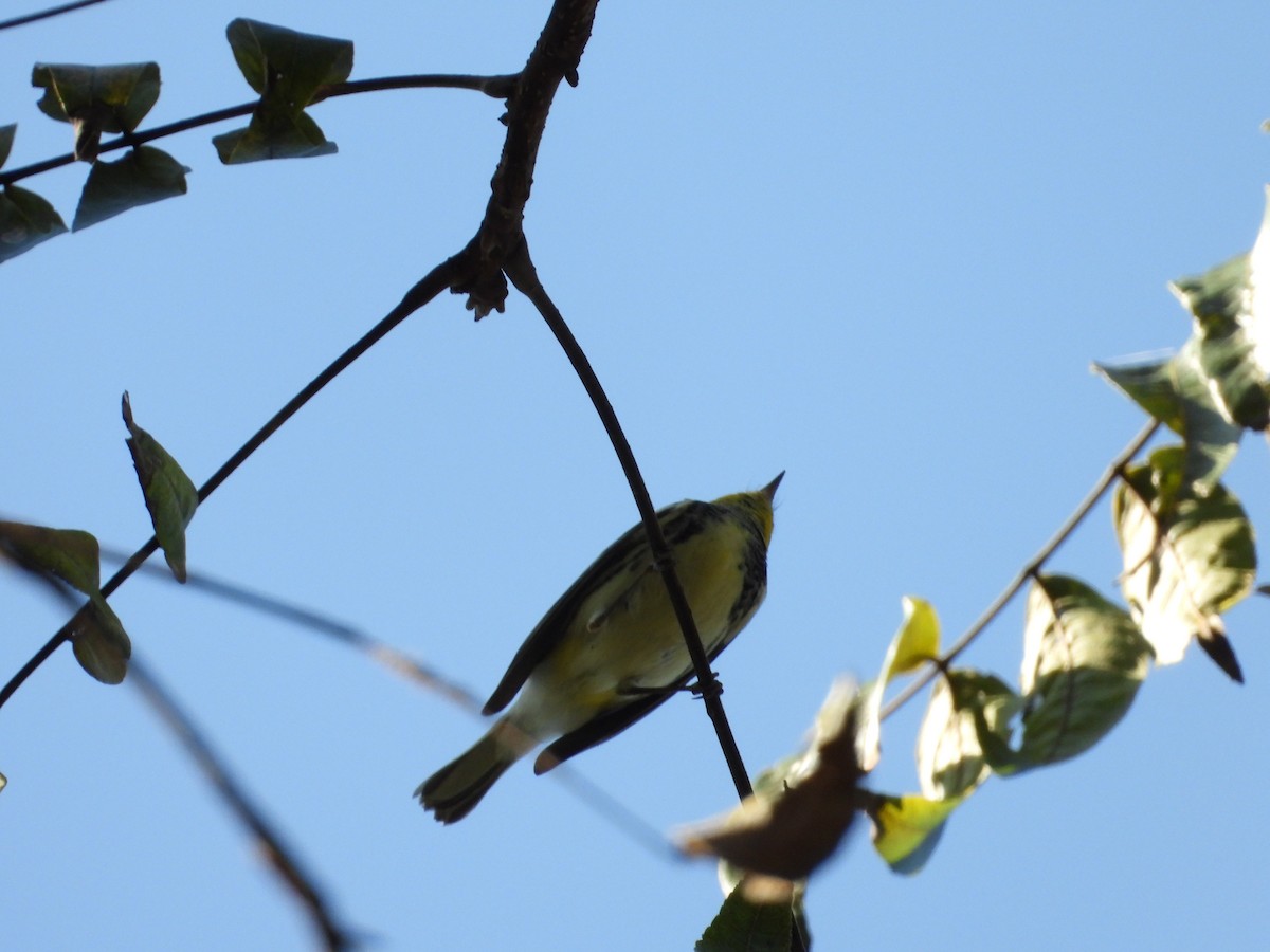 Black-throated Green Warbler - ML193525881