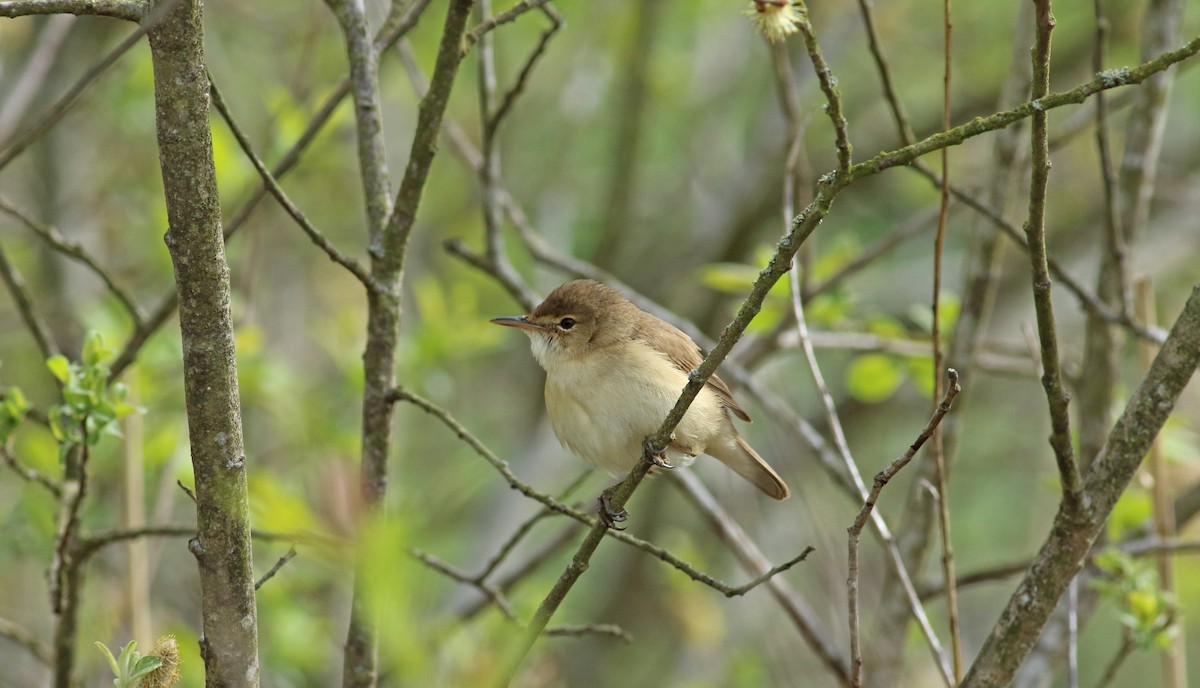 Common Reed Warbler - ML193530721