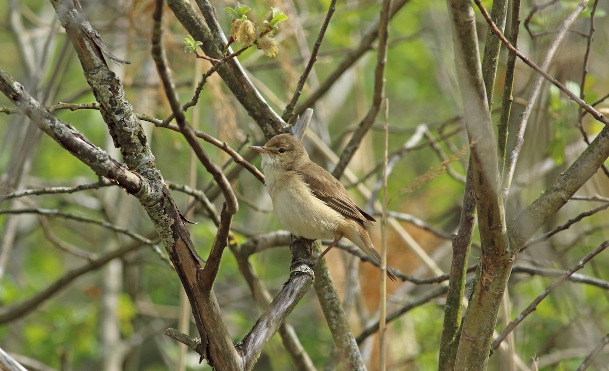 Common Reed Warbler - ML193530881