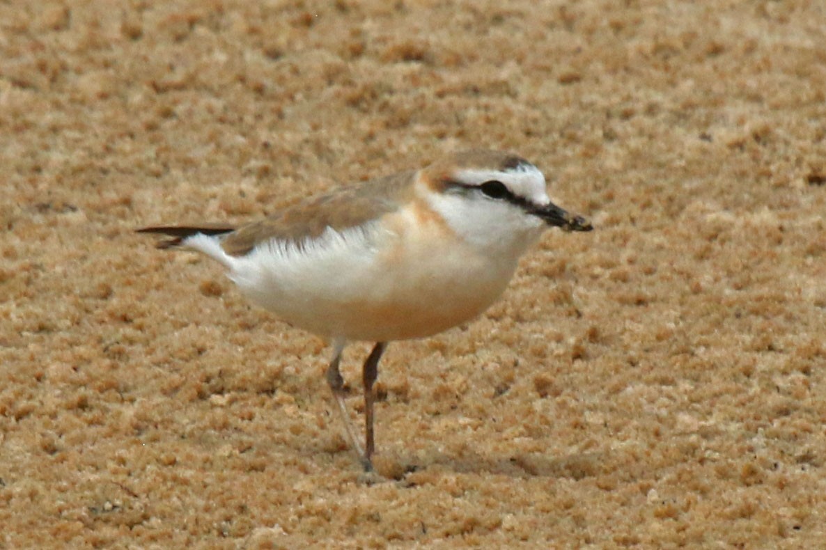 White-fronted Plover - ML193531051