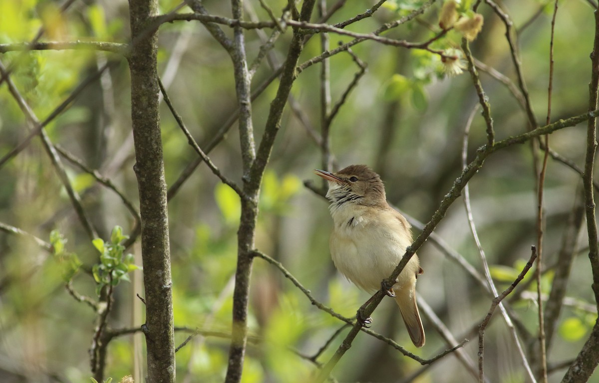 Common Reed Warbler - ML193531071
