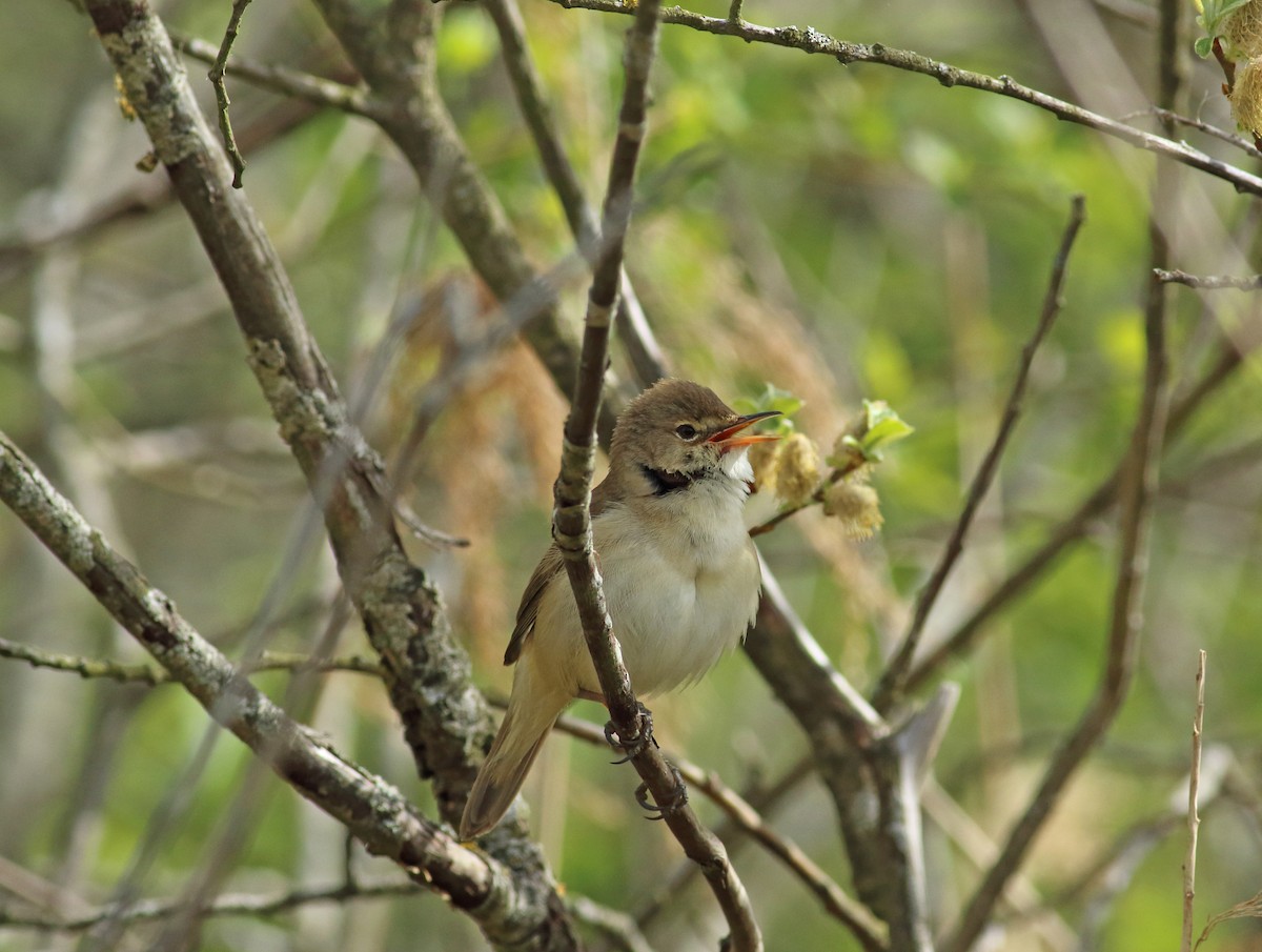 Common Reed Warbler - ML193531081