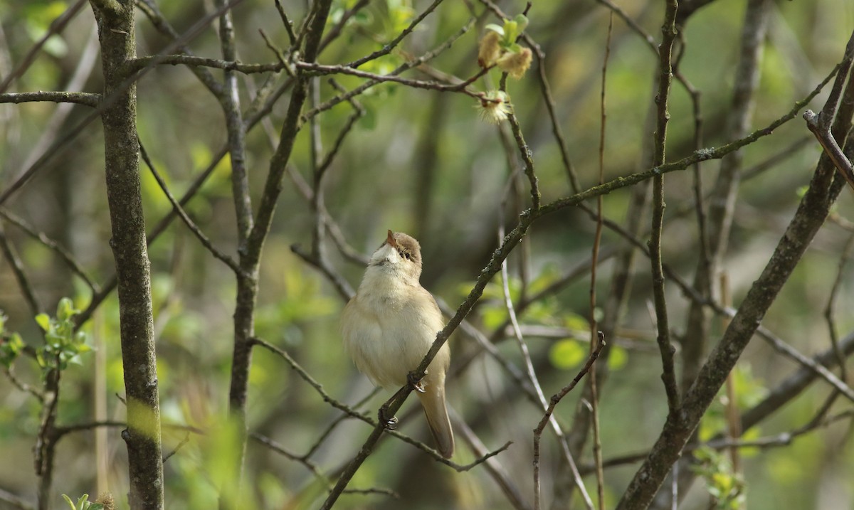 Common Reed Warbler - ML193531121