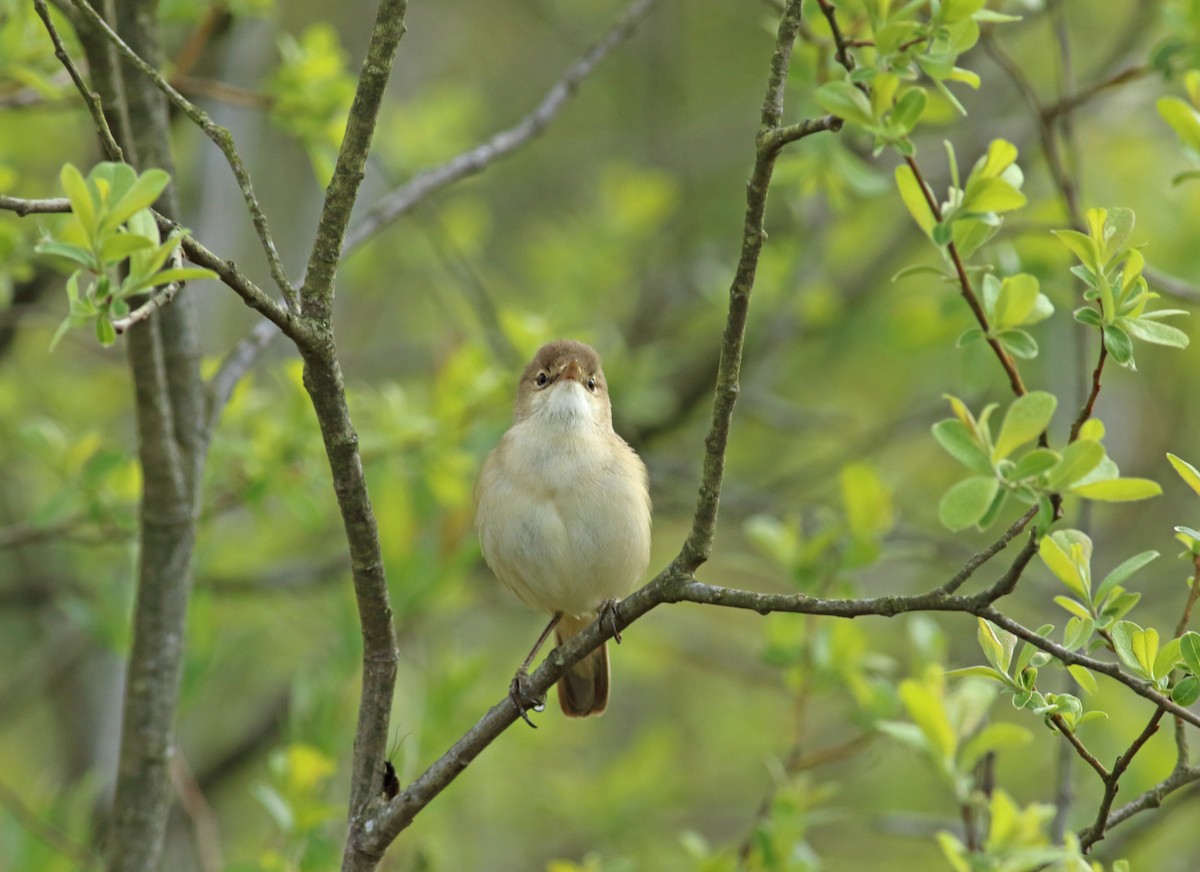 Common Reed Warbler - ML193531261
