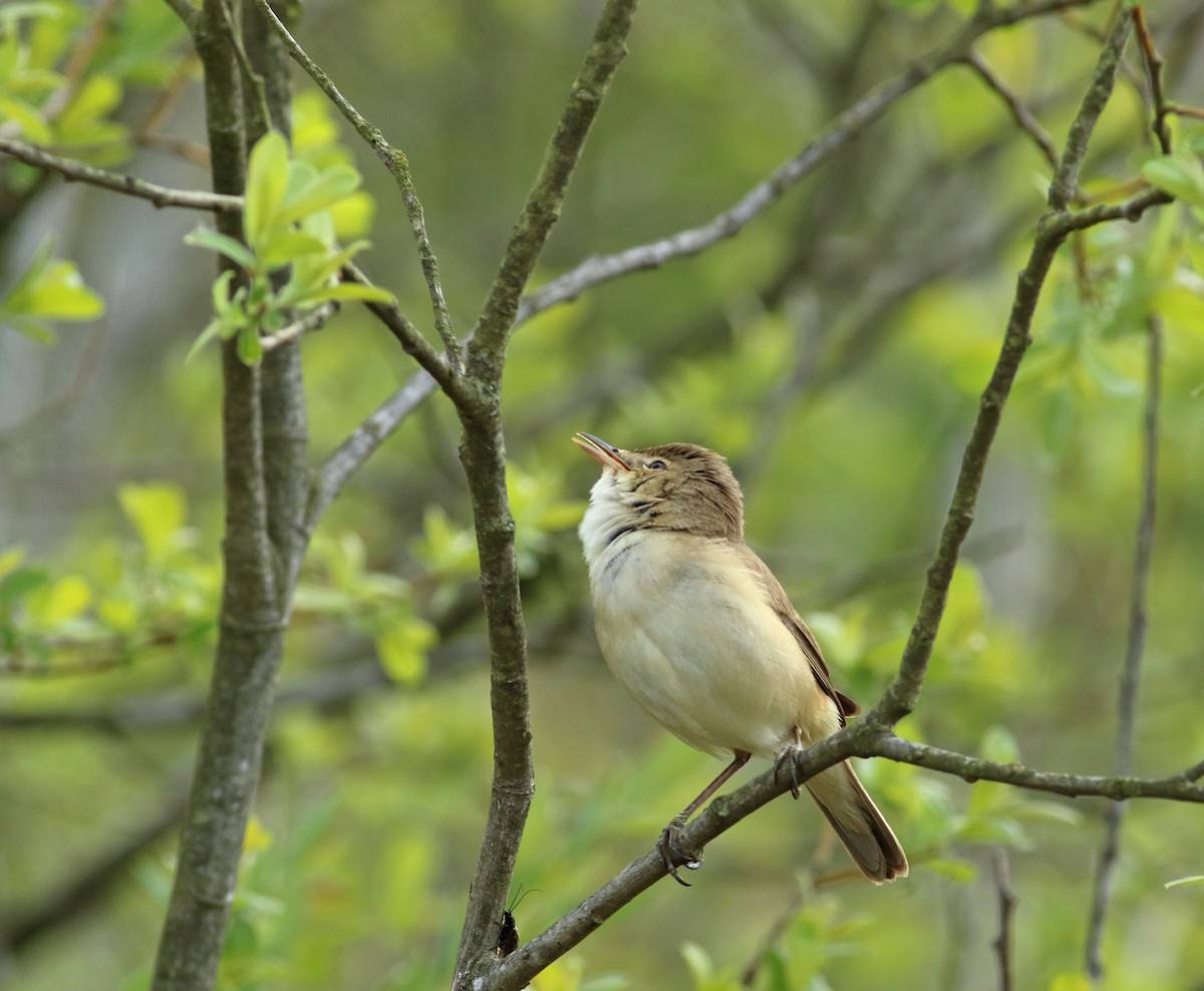 Common Reed Warbler - ML193531491