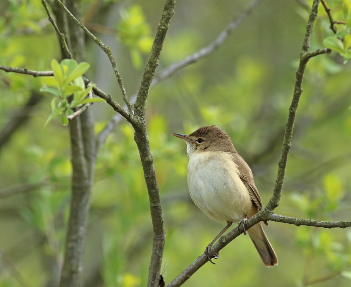 Common Reed Warbler - ML193531561