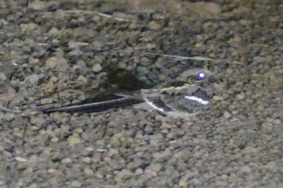Long-tailed Nightjar - ML193536541