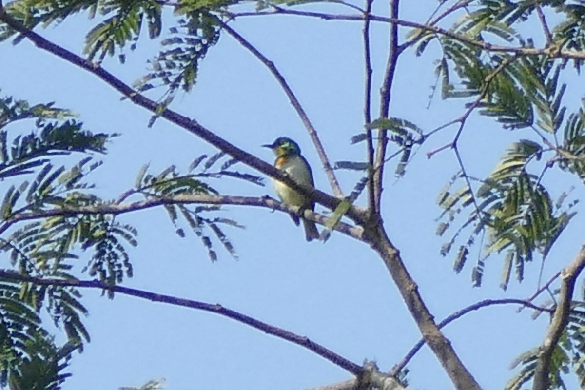 Green Sunbird (Yellow-throated) - Peter Kaestner