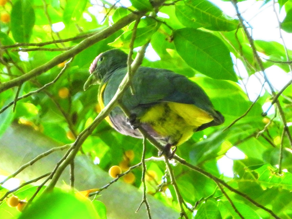 Yellow-bibbed Fruit-Dove - ML193549181