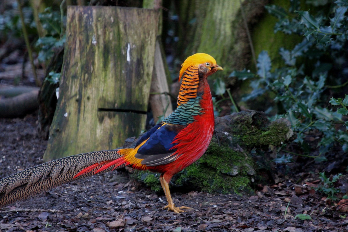 Golden Pheasant - Peter Turner