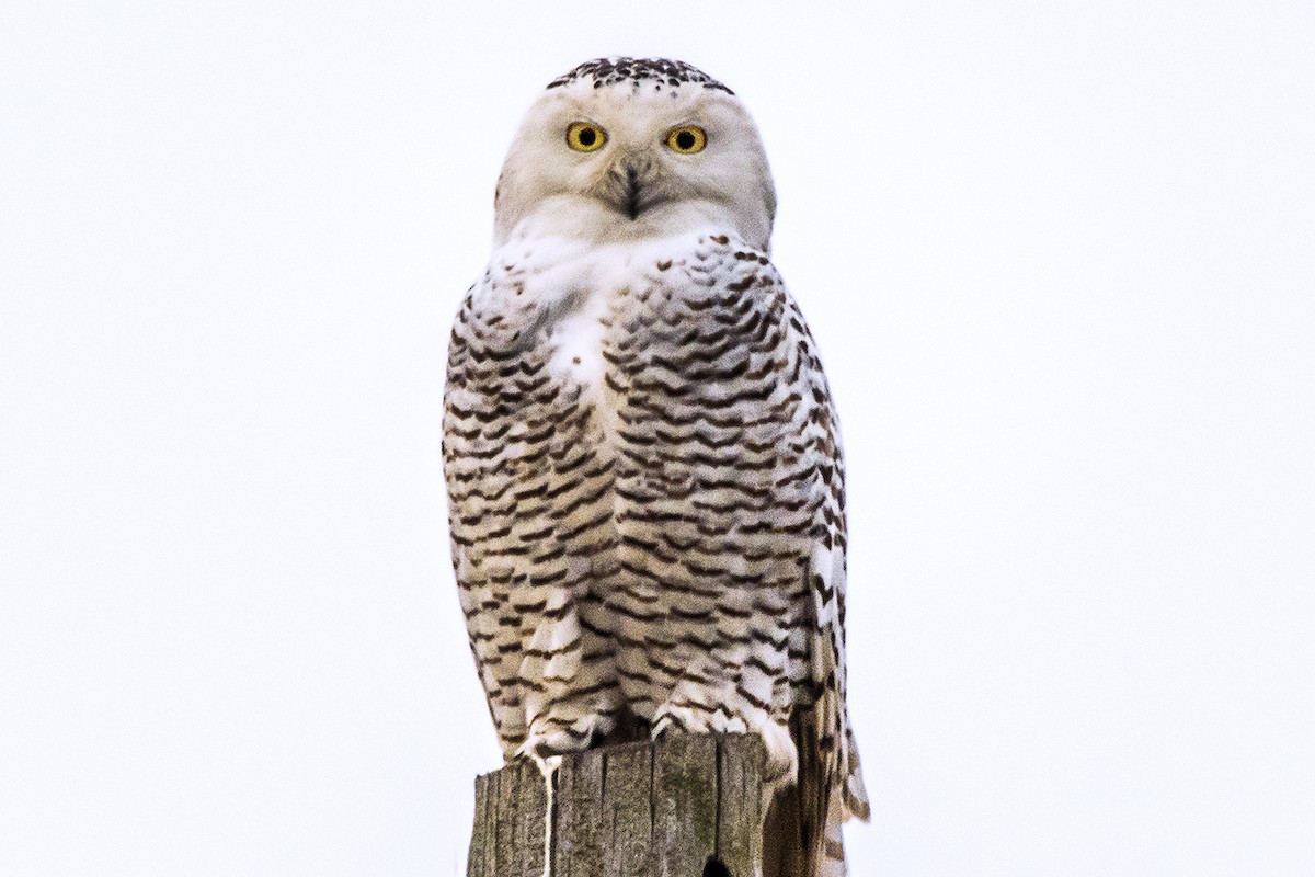 Snowy Owl - ML193551351