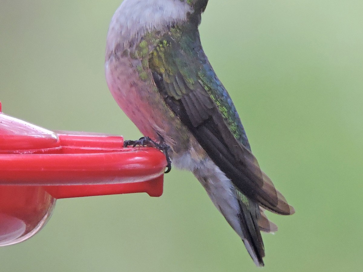 Ruby-throated Hummingbird - ML193552271