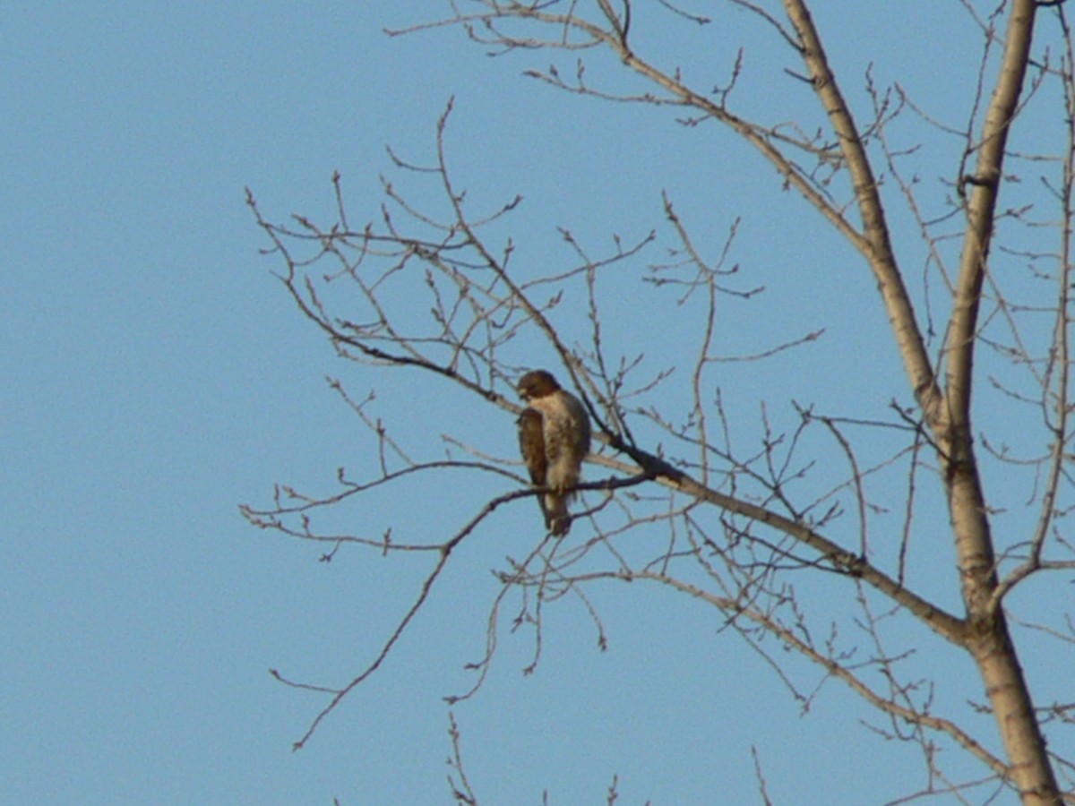 eBird Checklist 16 Dec 2019 RN de PointeYamachiche 6 species