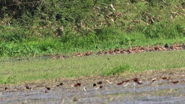 Fulvous Whistling-Duck - ML193552451