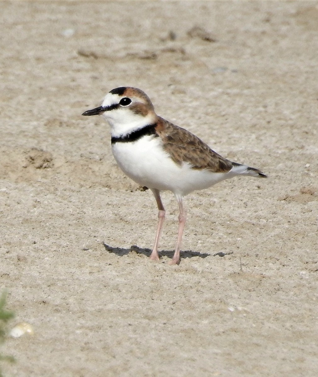 Collared Plover - ML193556371