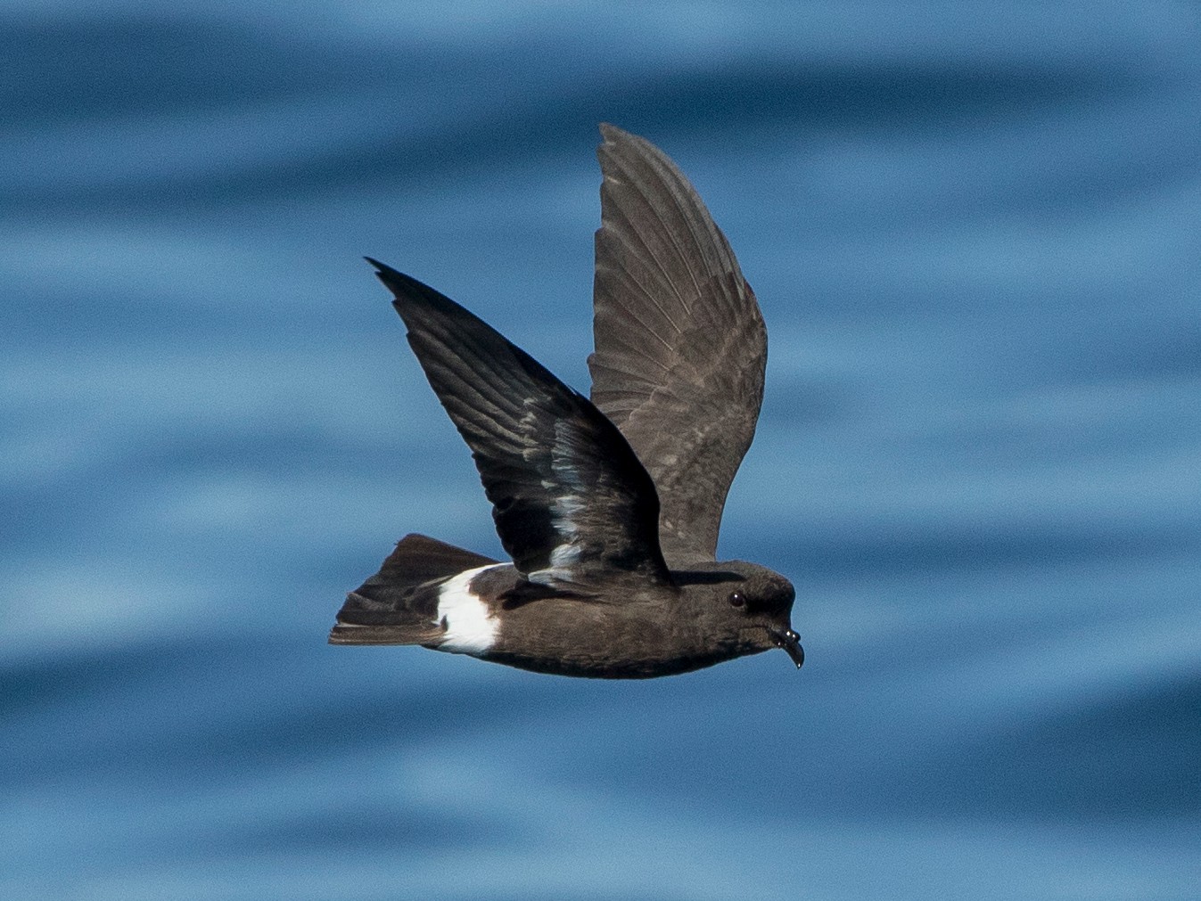 European StormPetrel eBird