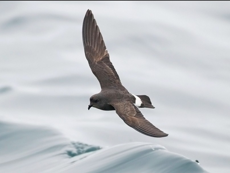 European StormPetrel eBird