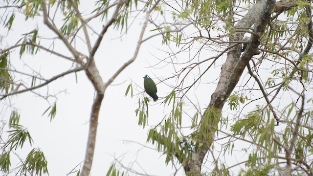 White-crowned Parrot - ML193558911