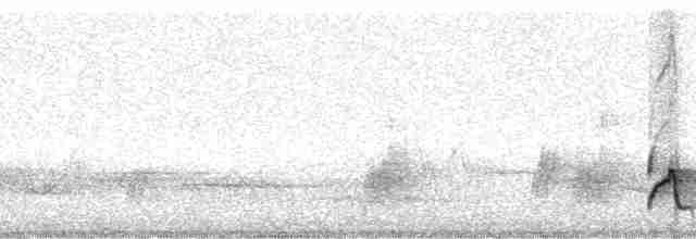 Swallow-tailed Manakin - ML19356