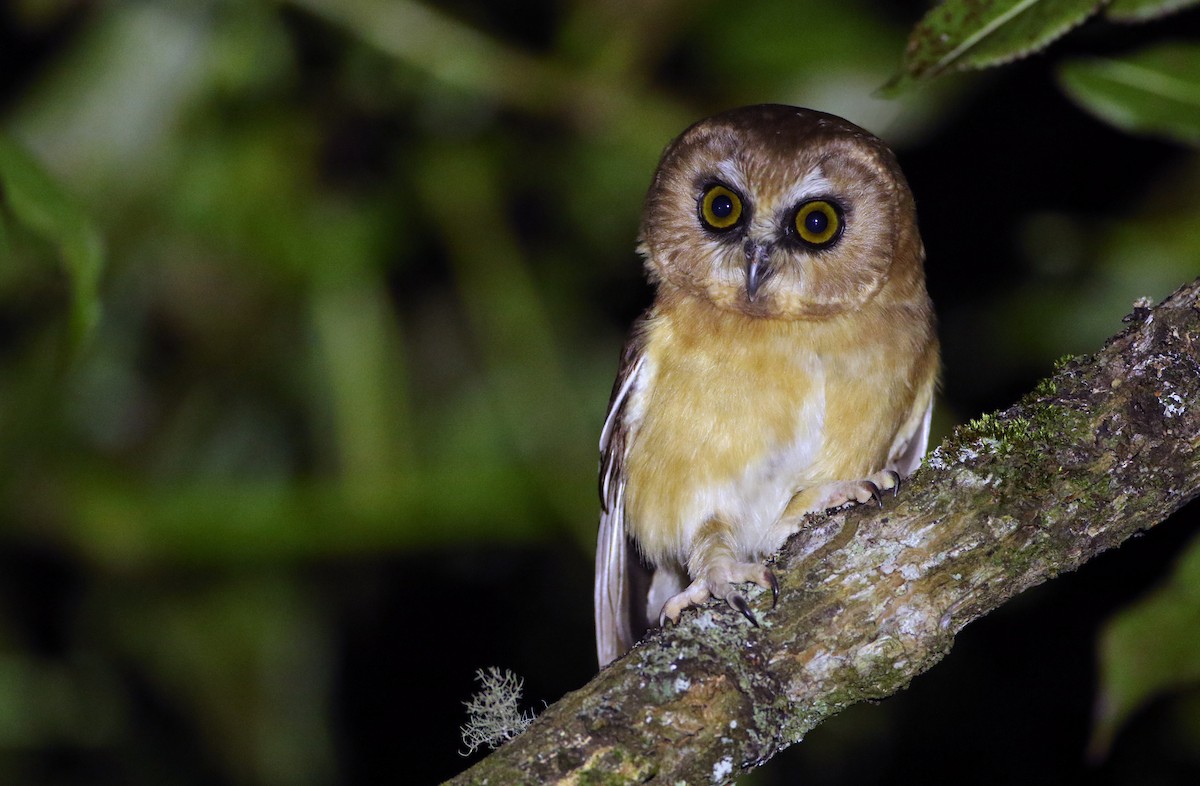 Unspotted Saw-whet Owl - ML193567201