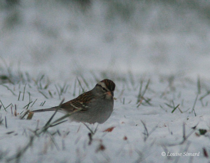Chipping Sparrow - Louise Simard