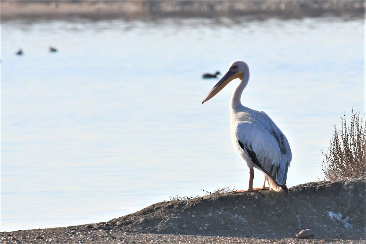 Great White Pelican - Haldun Savaş