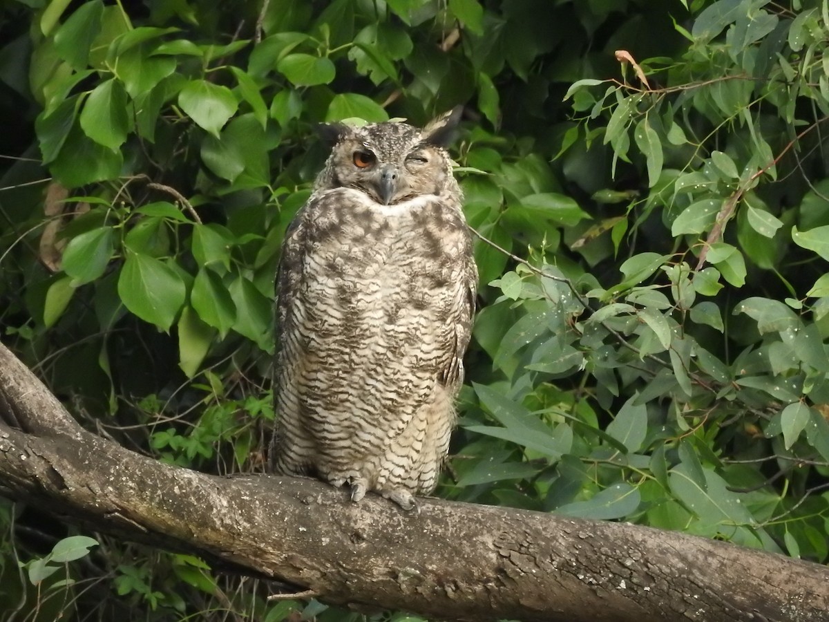 Great Horned Owl - ML193571411