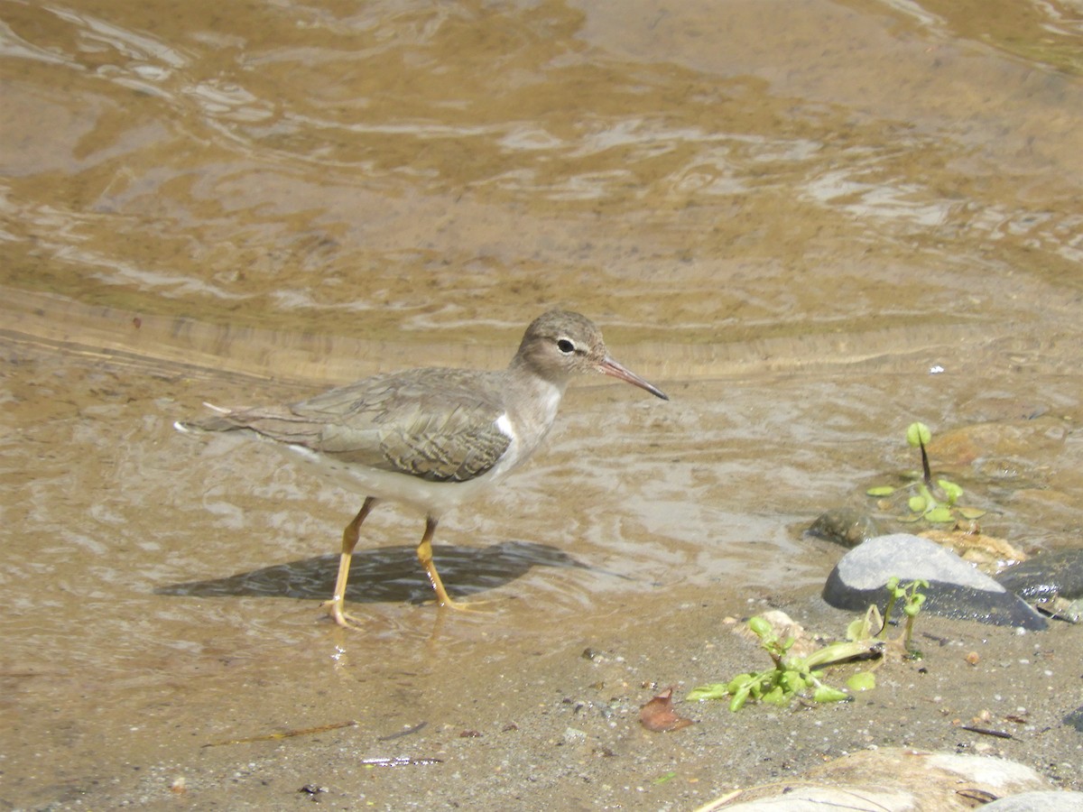 Spotted Sandpiper - Cliff Cordy