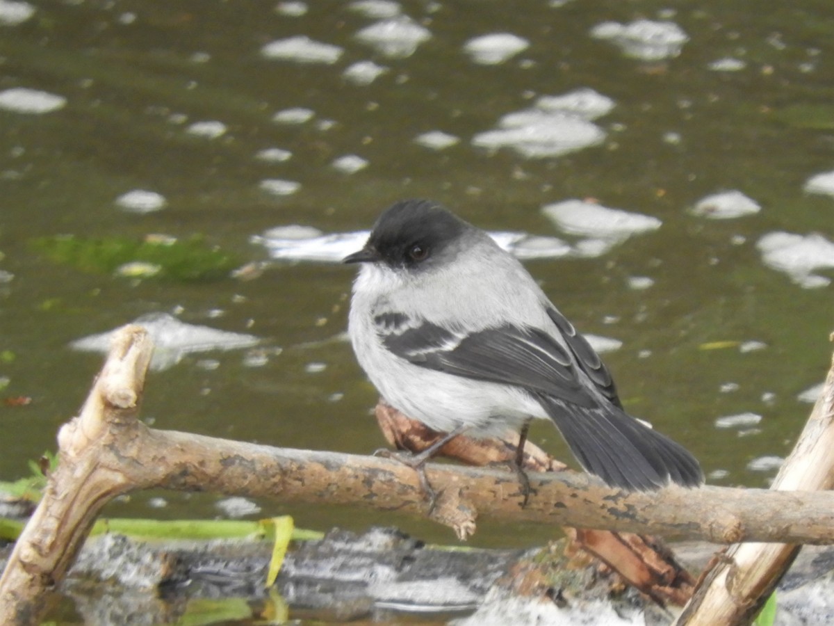 Torrent Tyrannulet - Cliff Cordy