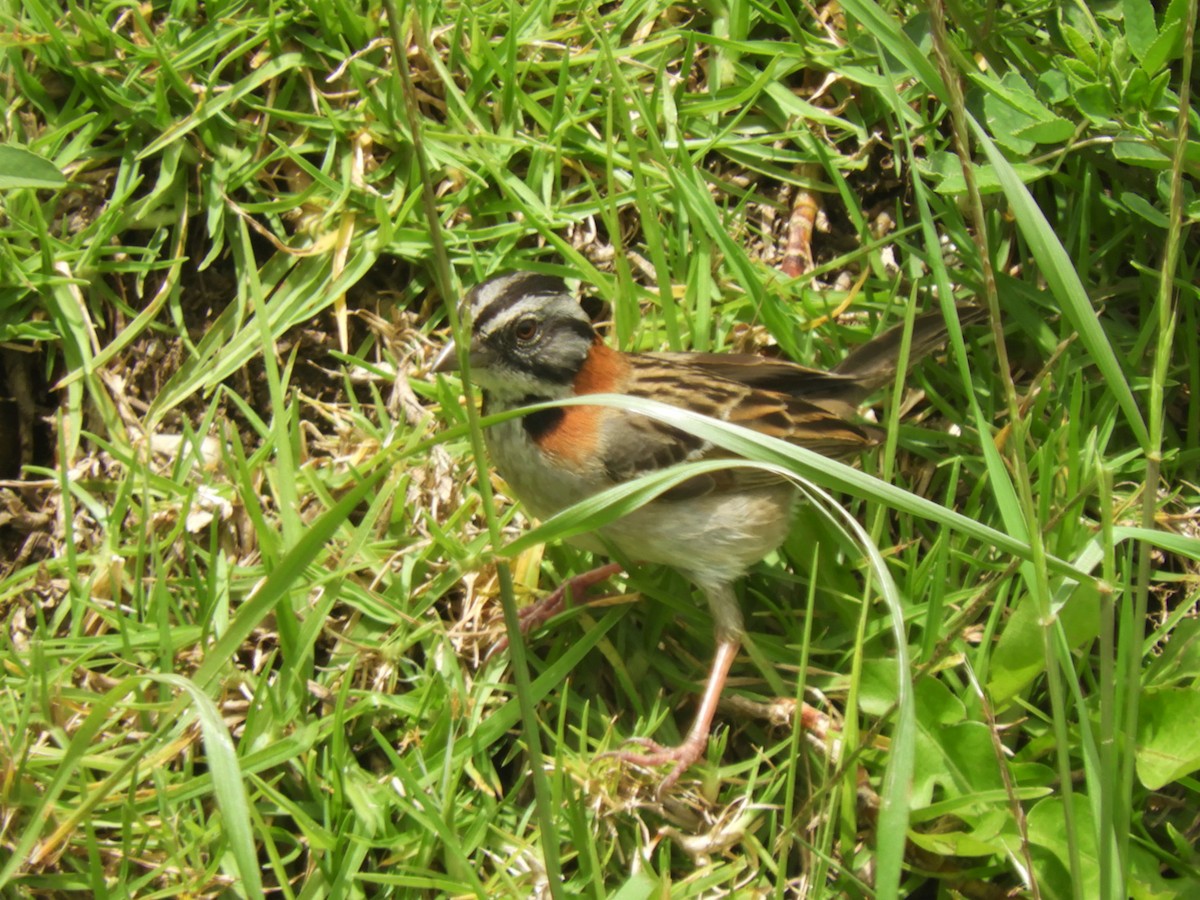 Rufous-collared Sparrow - ML193573711