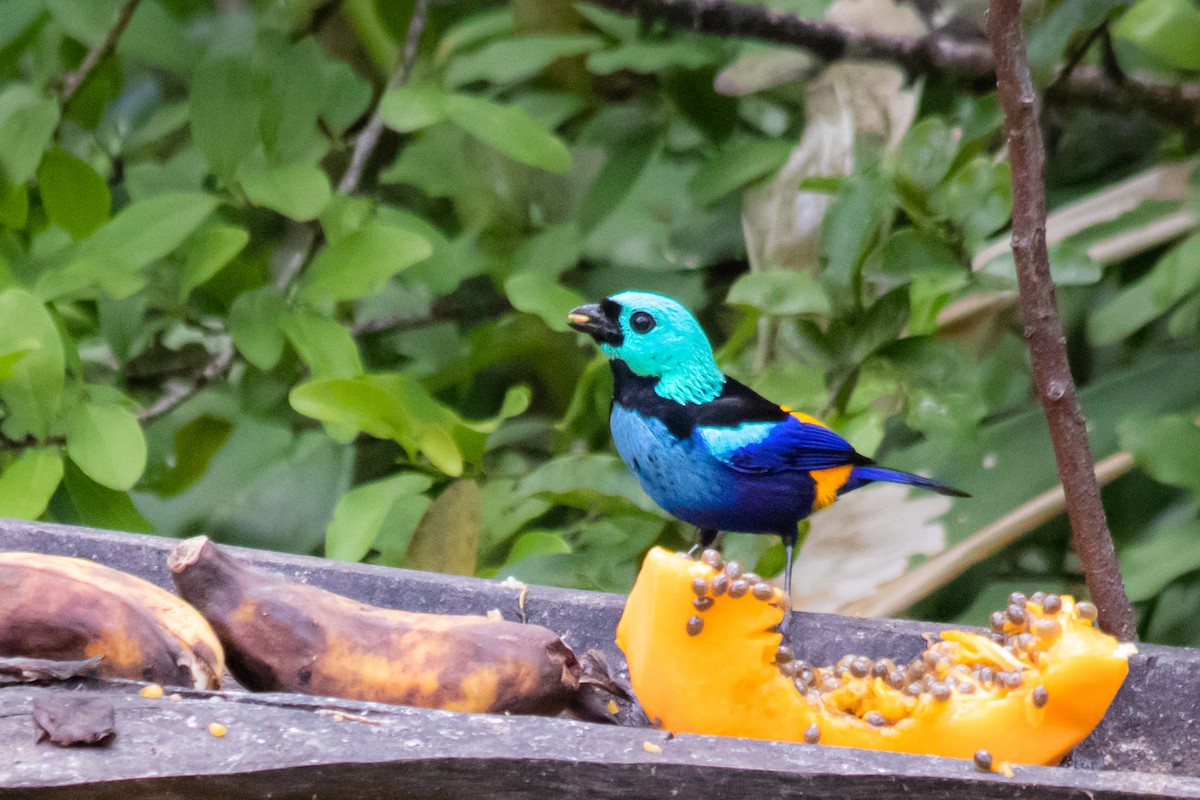 Seven-colored Tanager - ML193573891